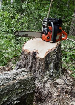 Chainsaw on a stump of a recently sawed down tree