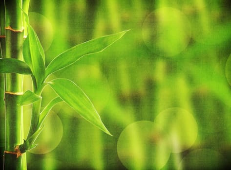 grunge bamboo background