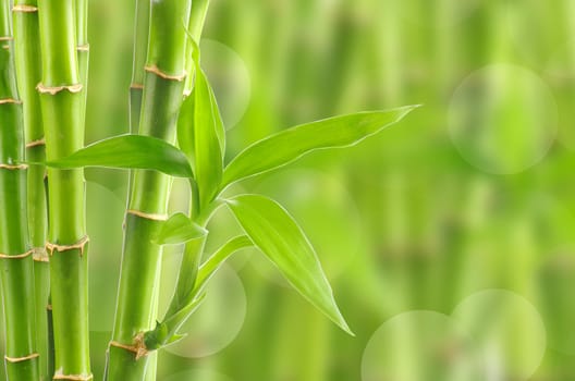 bamboo