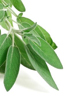 bunch of sage isolated on white background