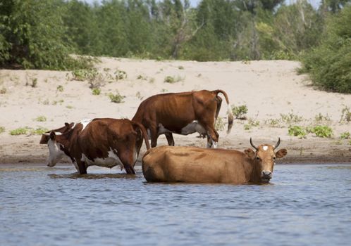 Cows drinking and swimming at a riverbank