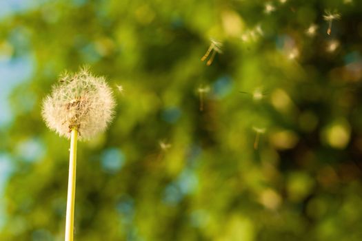 Dandelion in the wind, with tree bokeh