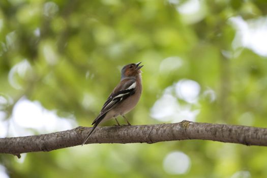A male chaffinch (Fringilla coelebs) bird sings to attract a female.