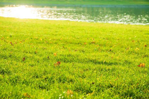 Green grass with autumn leaves with lake and sunshine in the background