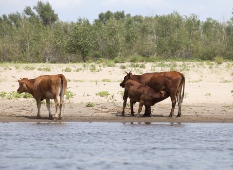 Cows drinking and swimming at a riverbank