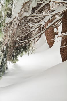 Fir trees with pillows of snow, vertical shot
