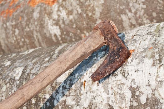 Axe in a beech trunk, horizontal shot.