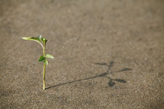 Plant growing in the sand adapted to the hot climate
