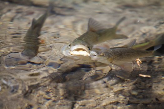 Two fish race and fight for food.