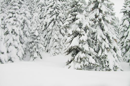 Fir trees with lots of snow, horizontal shot with copy space