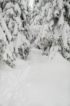 Path through a snowy forest, vertical