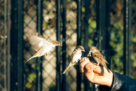 Man feeding sparrows, horizontal shot