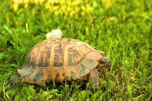 Turtle walking on sunset light in the grass