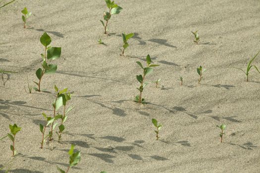 Plants growing in the sand adapted to the hot climate