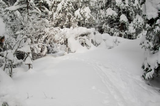 Path through a snowy forest, horizontal