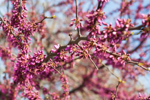 Purple tree blossom in spring