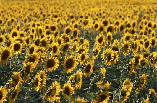 Sunflower field in late evening sunlight.