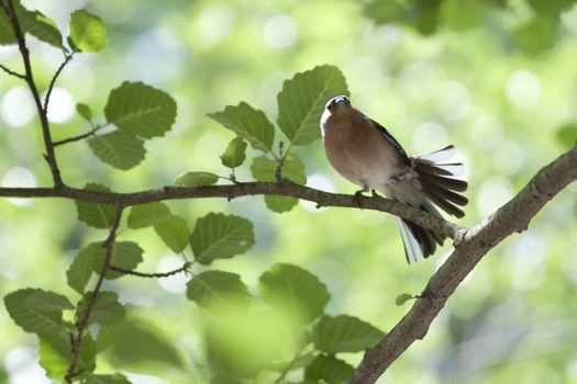 A male chaffinch (Fringilla coelebs) performing to attract a female.