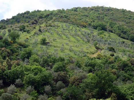 The hills surrounding Abbey of Sant'Antimo