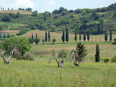 Tuscan landscape with vineyards, olive trees and cypresses