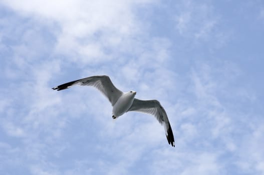 seagull flying in a cloudy sky