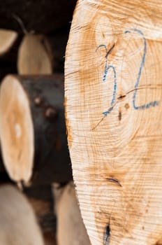 Closeup of a wooden log texture