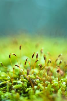 Bright green moss macro shot