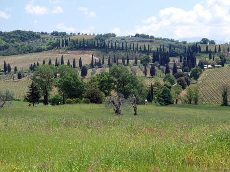 The hills surrounding Abbey of Sant'Antimo