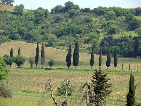 Tuscan landscape with vineyards, olive trees and cypresses