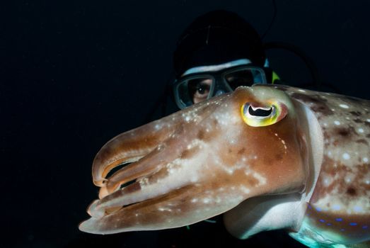 Cuttlefish and diver appearing together in waters of Bangka, Indonesia