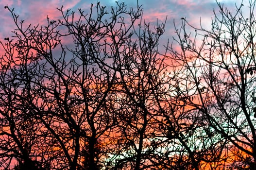 Tree against blue and red sky