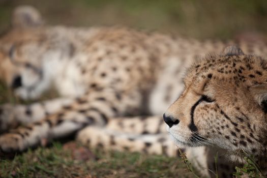Two Cheetahs resting