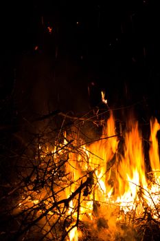 Closeup of burning bushes