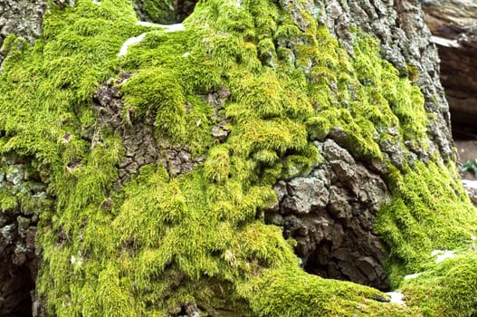 Bright green moss on tree trunk