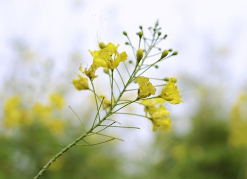 Flowers of Golden Shower Tree bloom in summer.