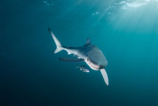 Blue shark, Gansbaai, Western Cape, South africa