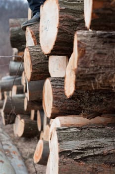 Fresh logs of wood piled up