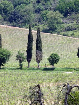 Tuscan landscape with vineyards, olive trees and cypresses