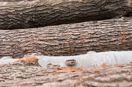 Logs of wood piled up