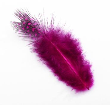 rose feather on white background