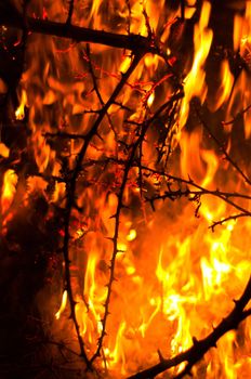 Wildfire burning bushes in forest