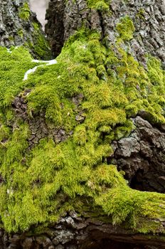 Bright Green Moss (antherocerophytes) on tree trunks