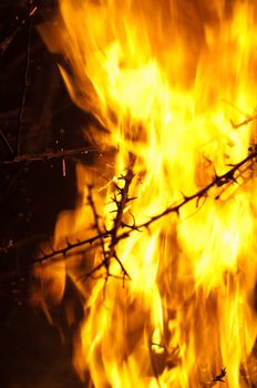 Closeup of burning bushes