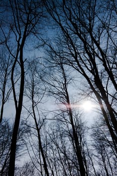 Forest against blue sky angle shot