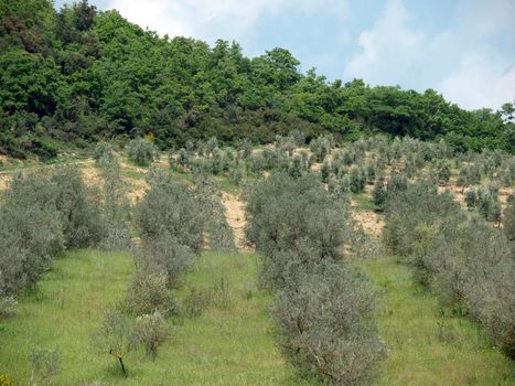 Tuscan landscape with vineyards and cypresses