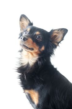 portrait of black russian toy terrier isolated on white
