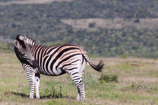 Zebra grooming itself whilst grazing, South Africa