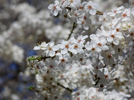 blossoming branch of plum tree