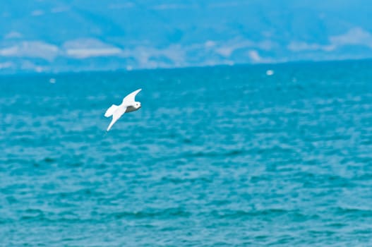 Seagull against blue sky