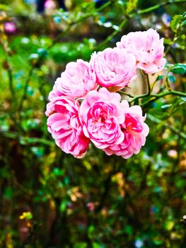 Pink fairy roses in nature